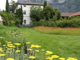 Vigna in Trentino (0)